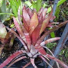 BUY 4 SAVE 20% Bromeliad Aechmea 'PHANEROPHLEBIA ROSEA' Offset - Rare Species