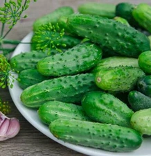 Cucumber seёds, 500 bee-pollinated, Pickled cucumber seёds, heirloom-887+TRACK N