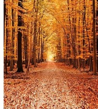 7x5Ft Fall Backdrop Autumn Background Photography Golden Maple Forest Path