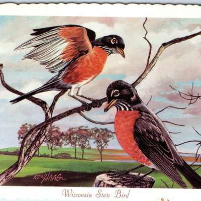 #ad 1966 WI Wisconsin State Bird Robin Thrush Percher Ken Haag Painting Art PC A335 $7.33