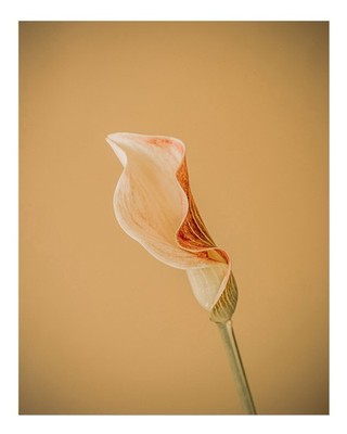 Elegante florale Wandkunst Minimalistisches Blumendesign Nature Flow