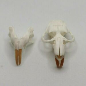 decoration gift 1 Pcs Real Muskrat Skull educational specimens collectable