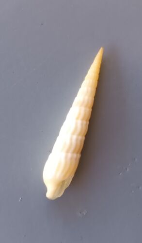 seashell Terebra fijiensis 25mm F+++ - Picture 3 of 5