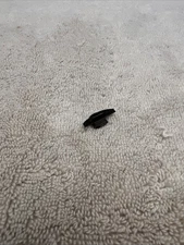 Vintage Rifle Front Sight Winchester, Marlin, Henry, Black Powder Sight Marbles?