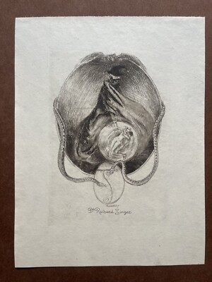 Exlibris Erhard Amadeus Dier, Ex Libris,  Erhard Amadeus Dier, Kleingraphik,