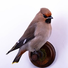 Taxidermy Japanese Waxwing Wall mount Bird Real Stuffed Animal Hunt Lodge Decor