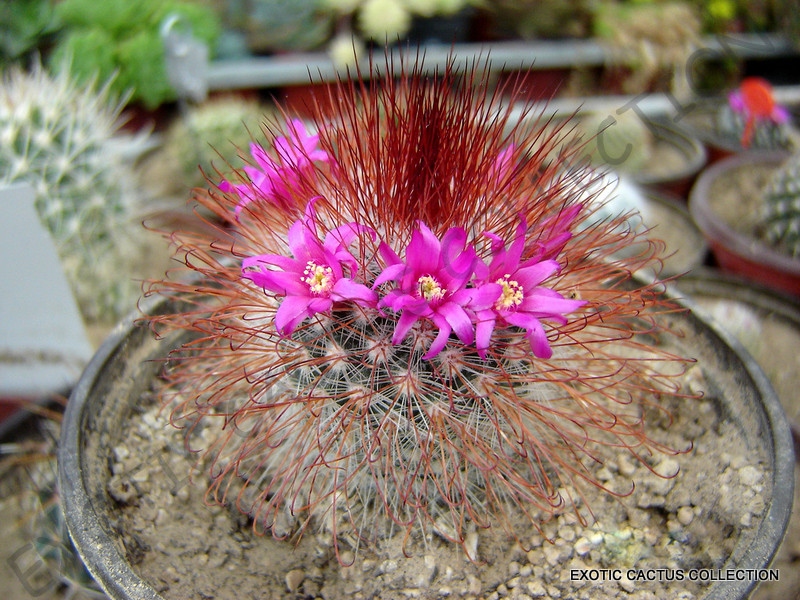 RARE MAMMILLARIA SPINOSISSIMA RUBRISPINA cactus succulent cacti seed - 20  SEEDS | eBay