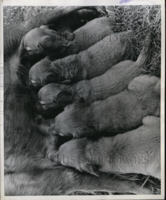 1958 Press Photo Golden retriever her litter of puppies
