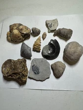 EXECUTIVE FOSSIL SET 12 DIFFERENT KINDS