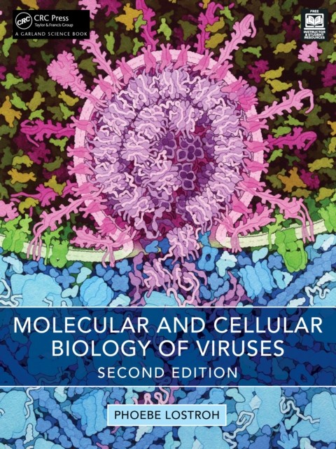 Molecular and Cellular Biology of Viruses by Phoebe Lostroh (Paperback Book)