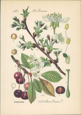 Chromolithographie : Sauerkirsche. Weichselkirsche. Weichsel. Prunus Cerasus L.