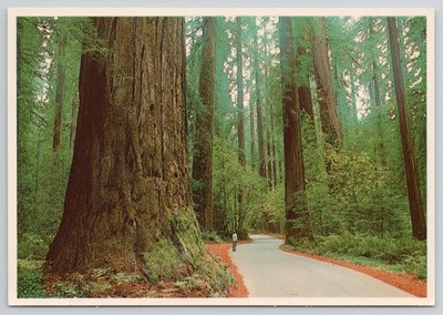 Sequoia Redwood Trees FVN Redcrest CA California Postcard