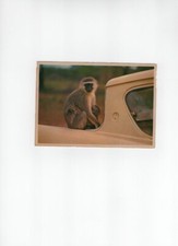 ARTCO ART PUBLISHERS VERVET MONKEY W/YOUNG SOUTH AFRICA 1960'S UNSTAMPED #173