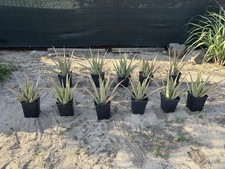 Organic Aloe Vera Leaves for Internal and External Health - 3 Pds