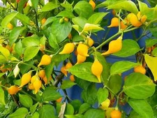 Biquinho Yellow Hot Pepper Seeds (20) / FLORIDA GROWN / SPICY / RARE