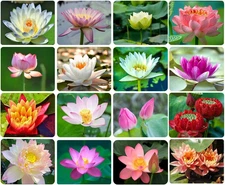 30PCS Bowl Lotus Seeds Bonsai Lotus Seeds for Planting Water Lily Flower Aquatic