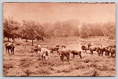 Animals~Dont This Look Good To You~Cattle Herd Scene~Sepia~Vintage Postcard