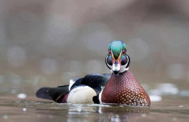 NEW! Duck Call! LOUD! High Visibility Safety Orange Collar - Mallard Call! - Image 3 of 4