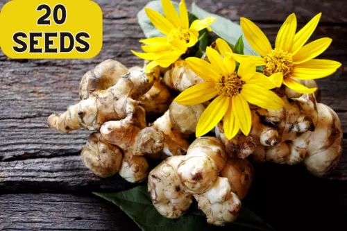 20 JERUSALEM ARTICHOKE Sunchoke Sunroot Helianthus Tuberosus Yellow Sunflower Ro