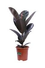 Pianta di Ficus Elastica Abidjan vera ornamentale tropicale da arredo interno