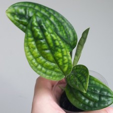 VERY RARE! Monstera Karstenianum, HIGHLY Variegated Established Plant, Potted