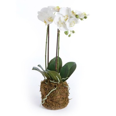 PHALAENOPSIS ORCHID DROP-IN 23''