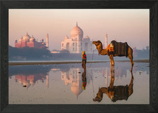 Camel at Taj Mahal India Framed Wall Art Poster Canvas Print Picture
