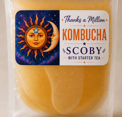 KOMBUCHA SCOBY 4'' + 1 CUP of starter tea Makes 1 Gallon Batch