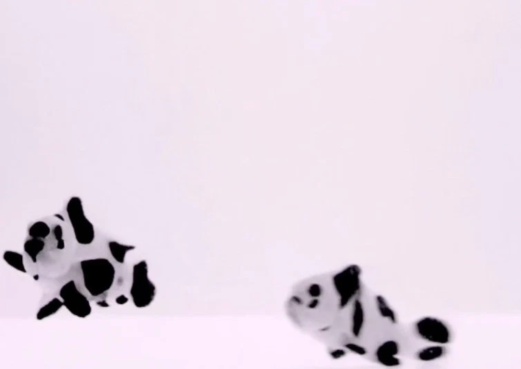 Black Storm Clownfish Grado A Único VIP Alta Calidad 1.7 5"-2" Foto 2 de 3