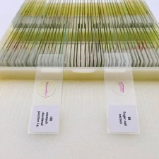 Mammal Tissue Sections Histology Prepared Specimen Microscope Slides 100PCS 