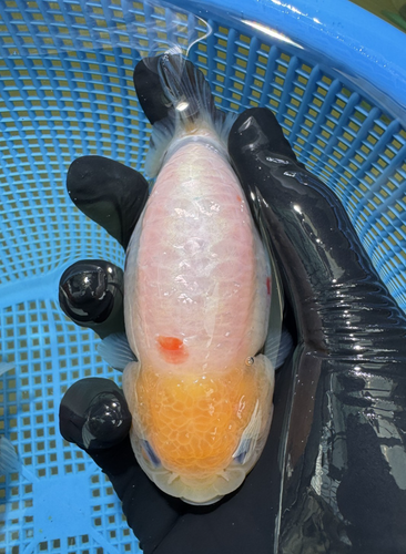 Good Quality Ranchu Goldfish (4 Inches, Male) | eBay