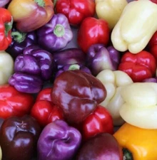 BELL PEPPER SEEDS MIX 50+ RED purple GREEN white YELLOW chocolate GARDEN VEGGIES
