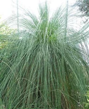 Xanthorrhoea preissii | Balga | Western Australian Grass Tree | 10 Seeds