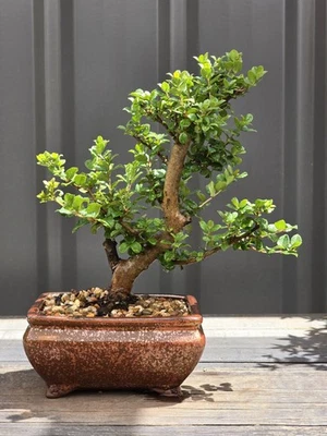 Japanese Boxwood Bonsai FREE EXPRESS POST As It Is With The Pot - image 1 of 4