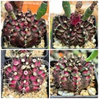 Gymnocalycium mihanovichii 'T-Lux' hybrid 100seeds 2025