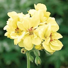10 Yellow Geranium Seeds Perennial Flowers Seed Bloom Flower 175 US SELLER