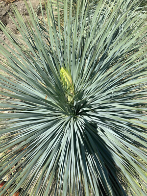 sansevieria golden hahnii Sansevieria Golden Hahnii (Birds Nest) Care main image 0