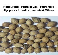 Roxburghii Putrajeevak Putranjiva Jiyopota Irukolli Whole 50gm 1.7 OZ 