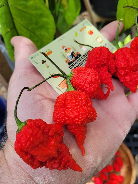 RB003 Pepper 25 Seeds 2,000,000+ SHU SUPER HOT 7 Pot Brain