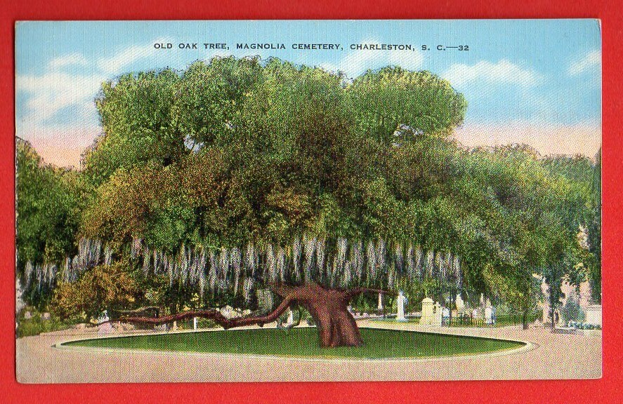 Historic Charleston SC Magnolia Cemetery Ancient Oak Tree Postcard 487