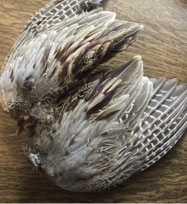 1 Pair - Natural Ringneck Pheasant Rooster Whole Wing Feather Set Left and Right