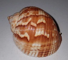 90 mm GREAT PATTERN Tonna Chinensis Tun Seashell #AK2 Racha Island Phuket