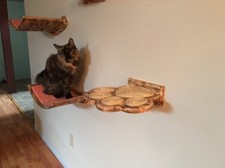 Kitty Paw Steps set Of 3 