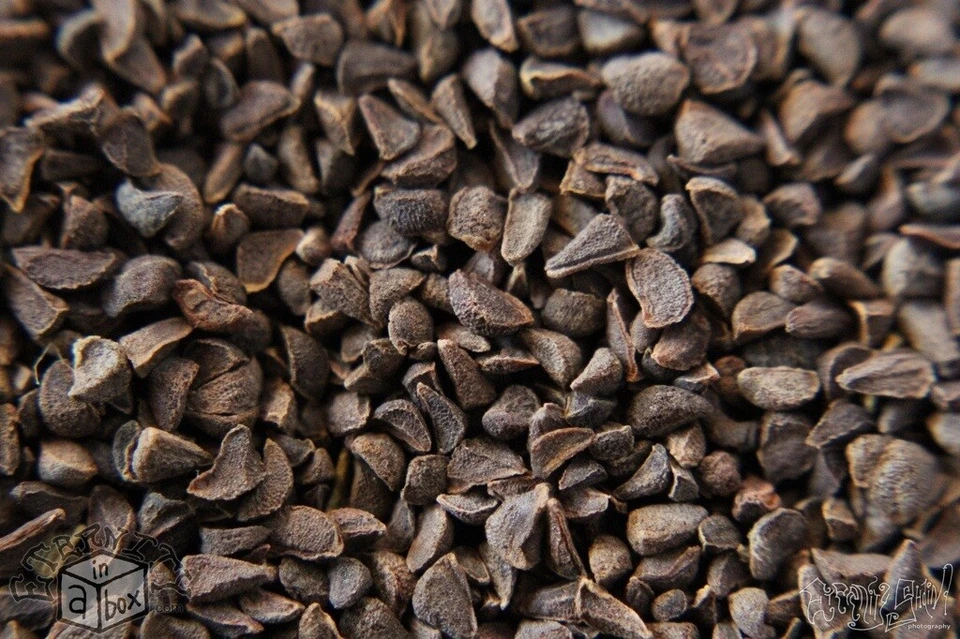 Peganum seed Harmala - Image 4 of 4