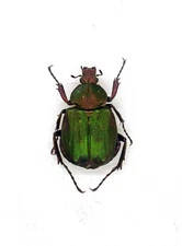 Buprestidae - Aleurostictus subopacus (MorF) - Yamanashi, Japan Pref. Japan