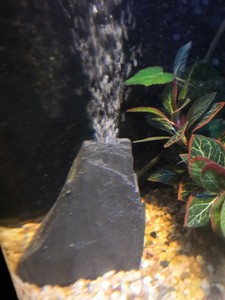 airstone for fish