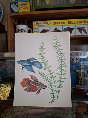 Vintage Old Aquarium Fishbowl Pet Store Tropical Fish 8" × 10" Betta Fish Print