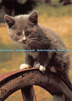 D126421 Pipkin Mäusefänger Kätzchen Katze Waddingtons Nelkenfutter