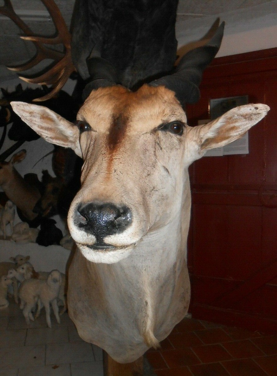 Grand Trophée Taxidermie élan Du Cap – Pièce Insolite Pour Déco Ou Curiosité