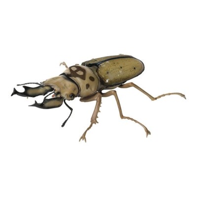 Bandai Gashapon Stag Beetle 09 Action Figure Allotopus moellenkampi moseri 9.5cm